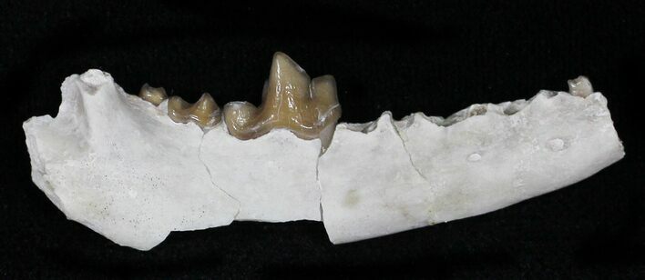 Hesperocyon (Canidae) Jaw Section - Nebraska #10695